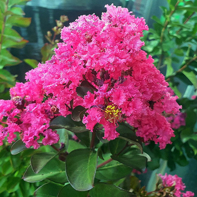 배롱나무 묘목 핑크벨로 - 다간형 삽목5년 개화주(분) 1개