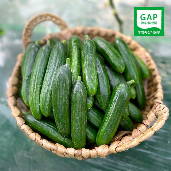 GAP인증 수분 가득 스낵오이 클로렐라 미니오이 1kg 2kg 3kg 5kg