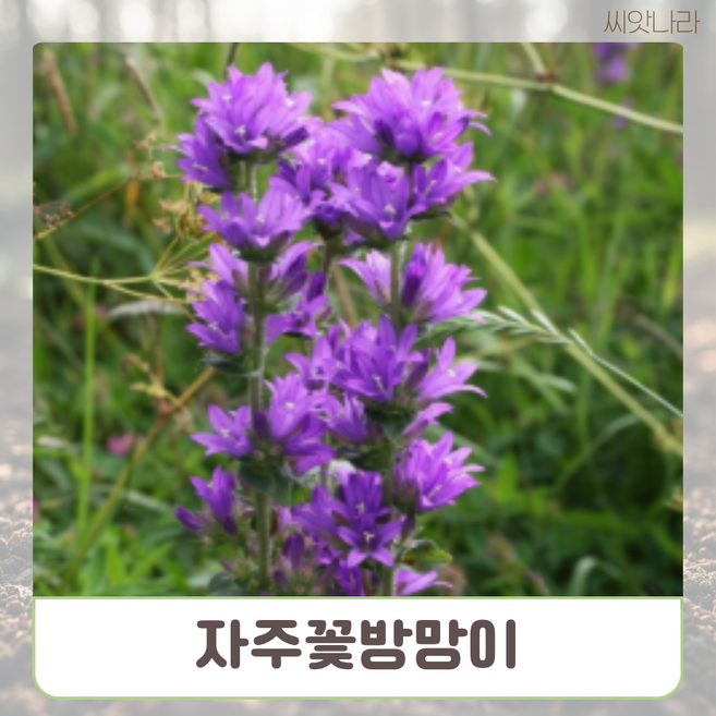 자주꽃방망이 씨앗 25립 야생화 나라 희귀 꽃씨 pur+757OQ