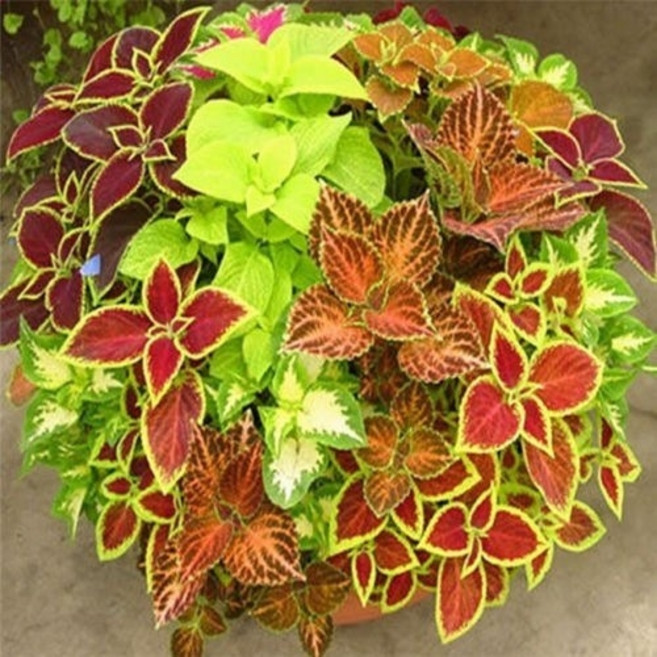 콜레우스 (coleus) 혼합색 씨앗 소포장 대포장, 1개, 대포장 1000립