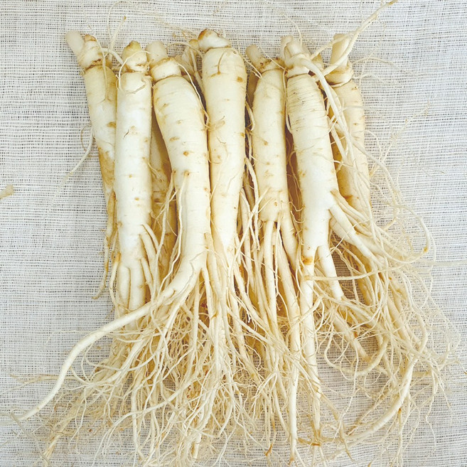 햇수삼!! 삼키우는마을 고려수삼 세척 무세척 수삼 가정용 인삼 금산 홍삼제조용 못난이 파삼 난발삼 삼계탕용, 다.원20-470g-무료세척, 1개