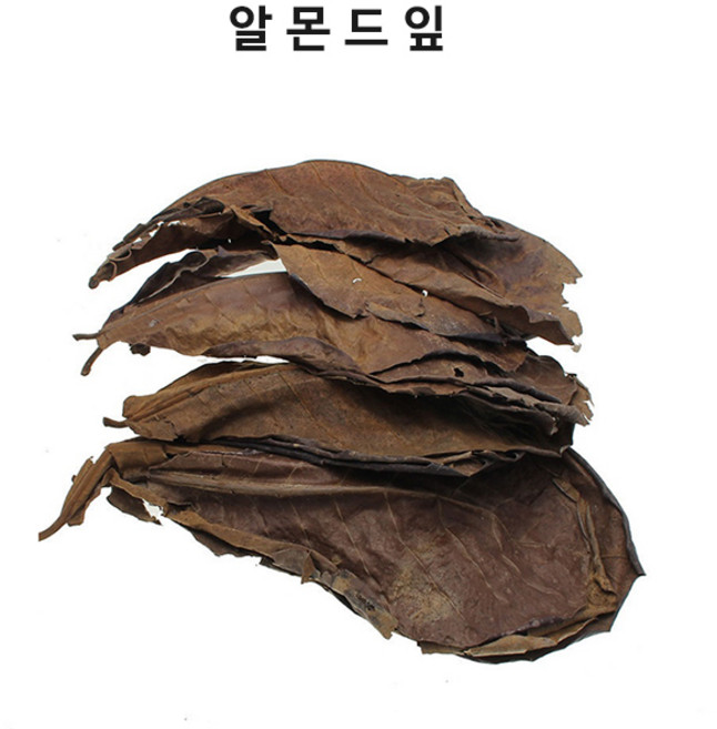 영아쿠아 알몬드잎 10장 베타 산란 수질 정화 블랙워터, 10개