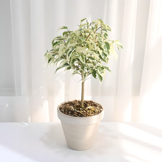 갑조네 실내 공기정화식물 스트라이트 벤자민 중품, 1개