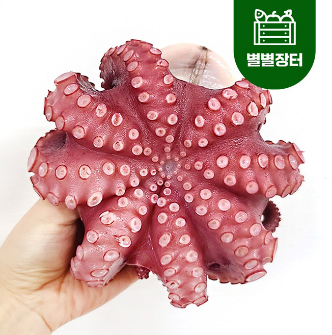 프리미엄급 자숙 통문어 300-1.3kg (소/중/특대) 손질문어 냉동문어 제수용 숙회, 자숙문어 중, 1개