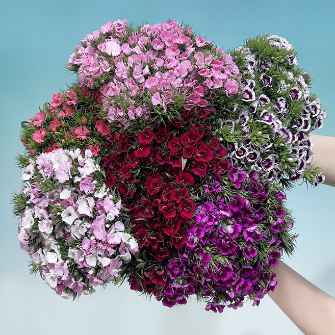 (생화공장) 석죽 혼합 색상 한단 양재꽃시장 도매 경매 택배 발송, 작은단, 1개