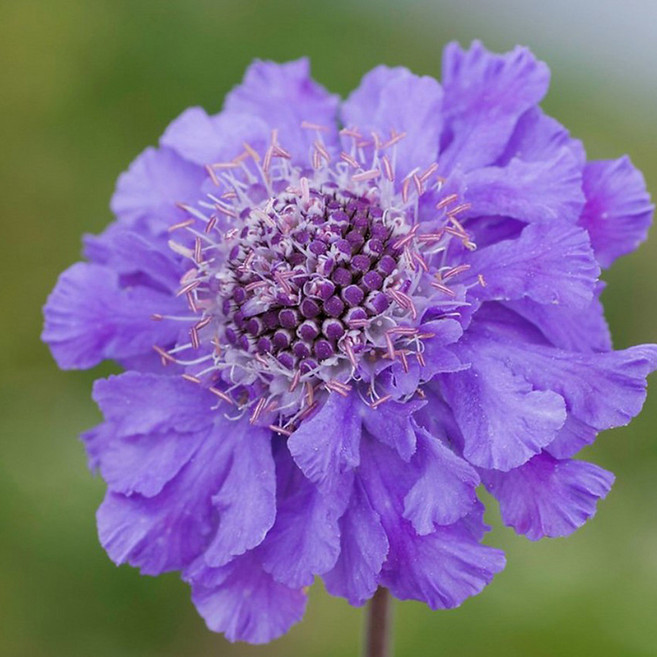 스카비오사 솔체꽃 리치 블루 3개셋트