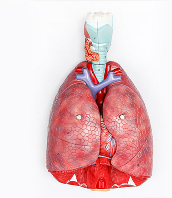 인체 호흡기 해부모형(1대1) R RTS