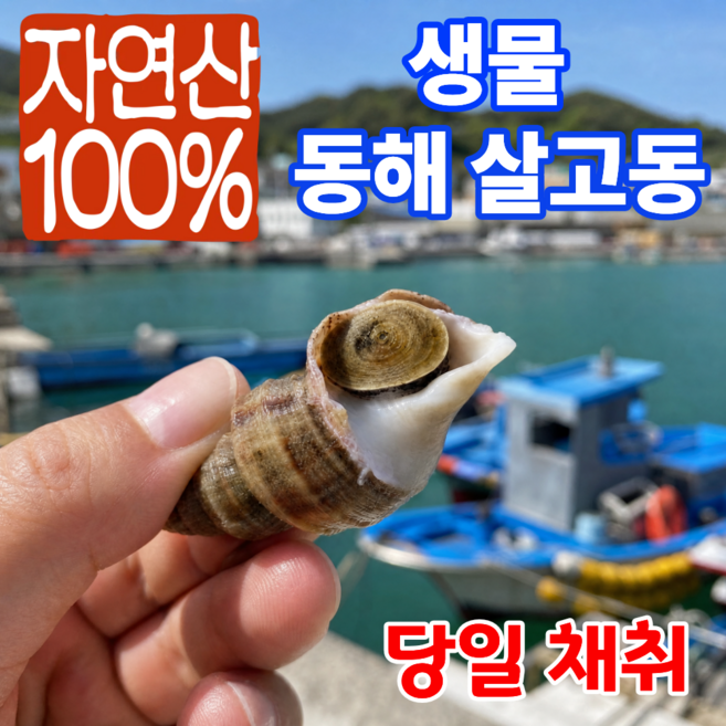 어부의뜰 국산 자연산 포항 생물 살고동 바다 고동 고추골뱅이 살고둥 고둥, 1개, 2kg 중소