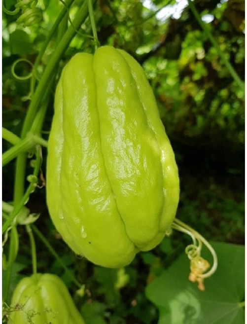 청정지역 정선에서 키운 차요테, 1박스, 1kg