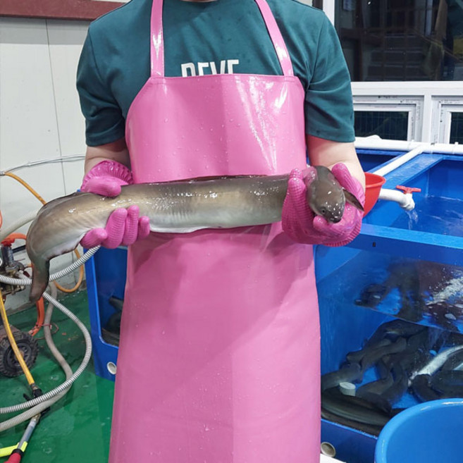 국내산 자포니카 민물장어 1kg, 1세트, 손질 후 600g 내외