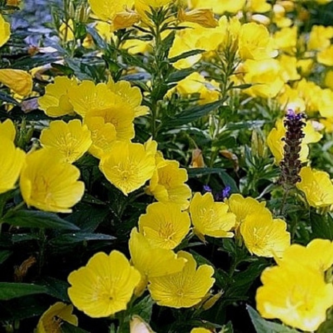 케이야생화 황금낮달맞이 노지월동다년초 모종 1~20포트 규격8cm포트묘, 4개