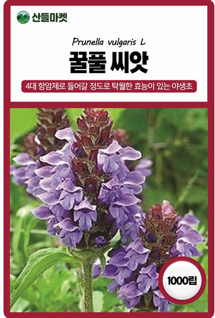 아람종묘 꿀풀 씨앗 1000립 꿀풀 꽃씨 야생화 약초 종자, 1개