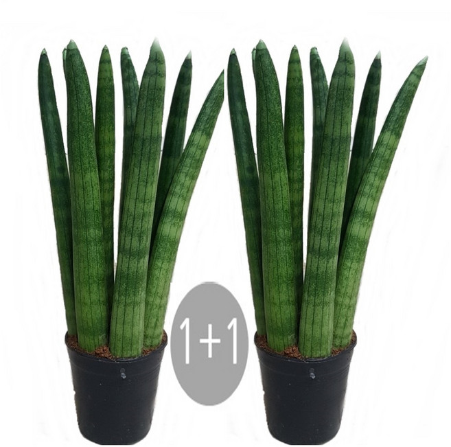 트리앤 1+1 스투키 20cm / 30cm 40cm 50cm 산세베리아 수퍼바 금전수 산세베리아 공기정화식물 미세먼지제거식물, 01. 1+1 스투키20cm 7촉이상 1개, 1개
