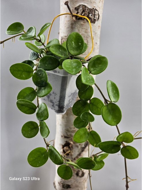 마틸다호야걸이, 코코넛 호야 SET, 1개