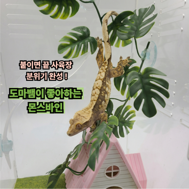 보물찾기 몬스바인 큐방형 크레 사육장 장식 크레스티드게코 도마뱀 용품 소 중 사이즈, 1개, 몬스바인 중