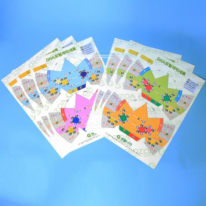 DNA 모형제작세트