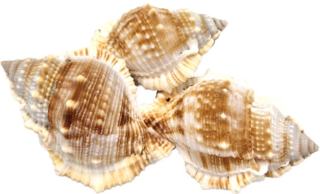 그로비타 소라게 전용 쉘, 1세트