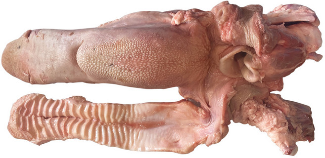 한우 우설 거세 3kg 내외 소혀 특수부위 수육 구이 야끼니꾸 고급, 1개