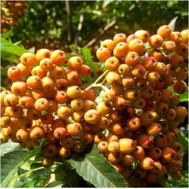 마가목 [ 분 ] / 우림원예가든센터