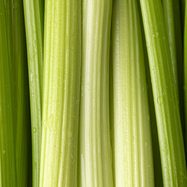 친환경 무농약 샐러리 국산 셀러리 1kg, 1박스