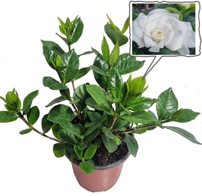 트리앤 향이좋은 치자나무 치자식물 공기정화식물, 1개, 01. 치자 나무  1개