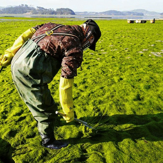 (4봉 32매) 국내산 서산 구운 감태김 100% 120g 4봉 32매, 30g, 4개