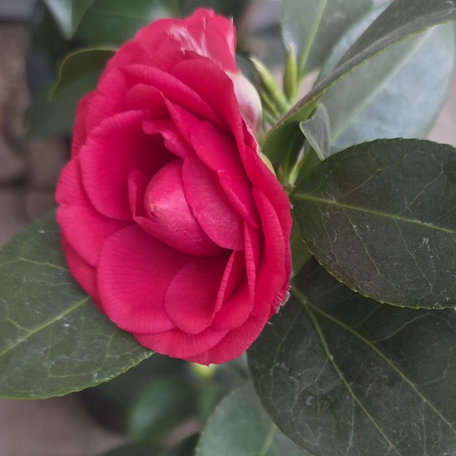 블랙로즈동백 소형 붉은꽃 블랙로즈 동백나무 동백꽃 키우기, 1개