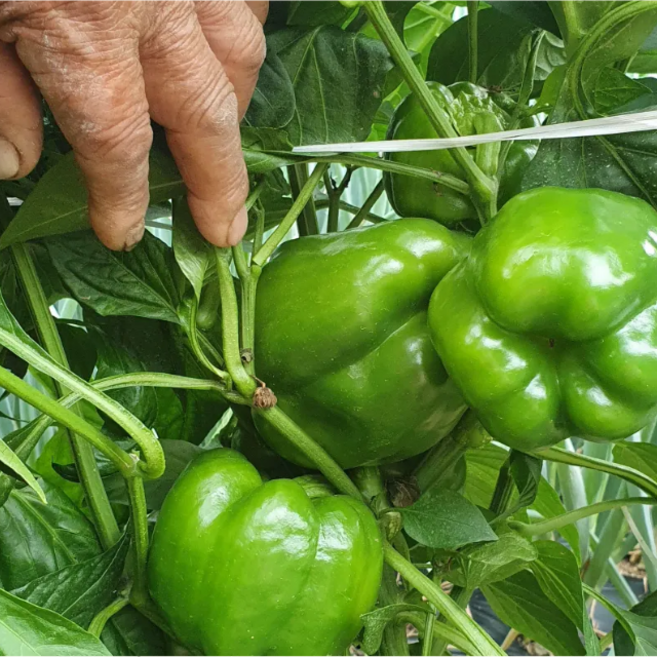 피망 친환경 청피망 초록색 신선채소 무농약이상, 1kg, 1개