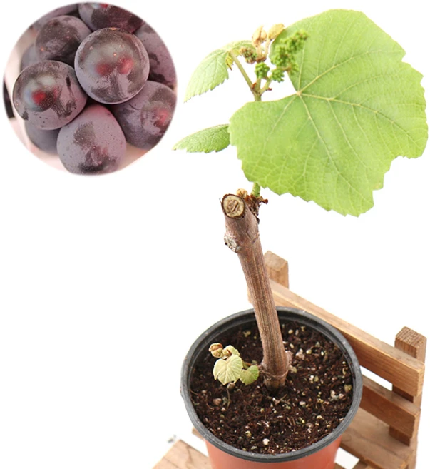 갑조네 캠벨포도 모종 포도 묘목 과수원 캠벨얼리 - 쿠팡