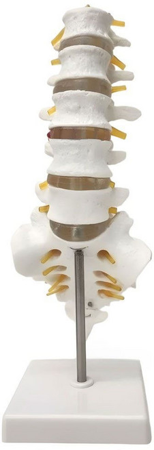 인체 척추 해부 모형 요추 천추 미추 신경 표현 교육용 스탠드 모델, 1세트