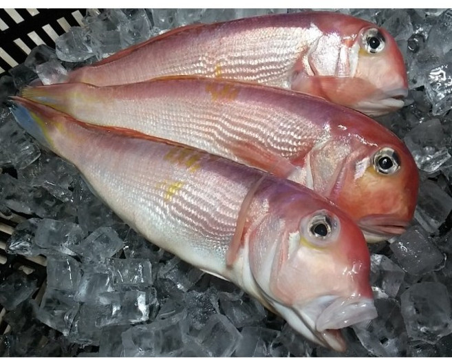 제주제일옥돔 통옥돔 3팩(9마리) 5팩(15마리) 옥돔 청정 제주수산물, 3개, 1.3kg