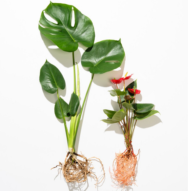 메이크정글 공기정화 수경재배 흙 세척 식물 2종 세트, 몬스테라(중품) + 안스리움