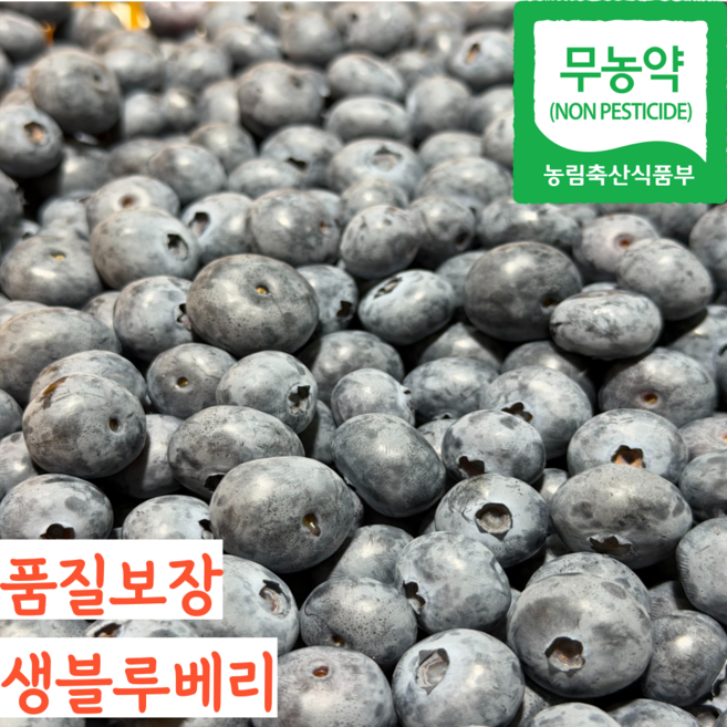 [당일수확] 26년 무농약 국산 햇 생 블루베리 생과 신틸라 인디고, 1개, 점보 (18mm) 200g