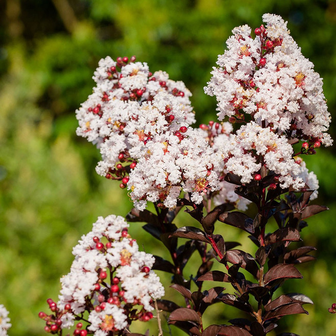 자엽 배롱 백일홍 블랙다이아몬드 흰색 나무 묘목 삽목2년 특묘, 1개, 블랙다이아몬드 흰색  삽목2년