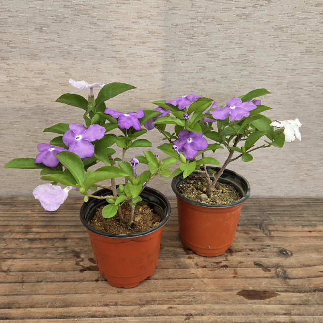 [용이네 화원] 보라색꽃 자스민 야영화 (1+1 2개배송 브롬자스민 149, 2개