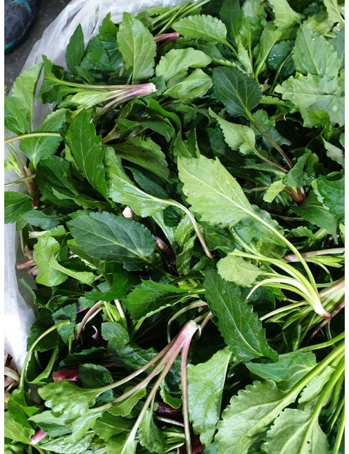 노지 울릉도 생취나물 1kg 참취나물 생 취나물 부지깽이, 1kg(1개), 1개