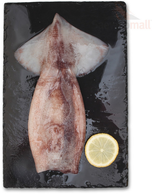 새우몰 오징어바디 4미 몸통 튜브 + 회초장 증정, 1개