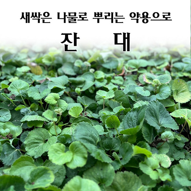 [모종심는아빠] 새싹은 나물로 먹고 뿌리는 약용으로 잔대모종, 3개