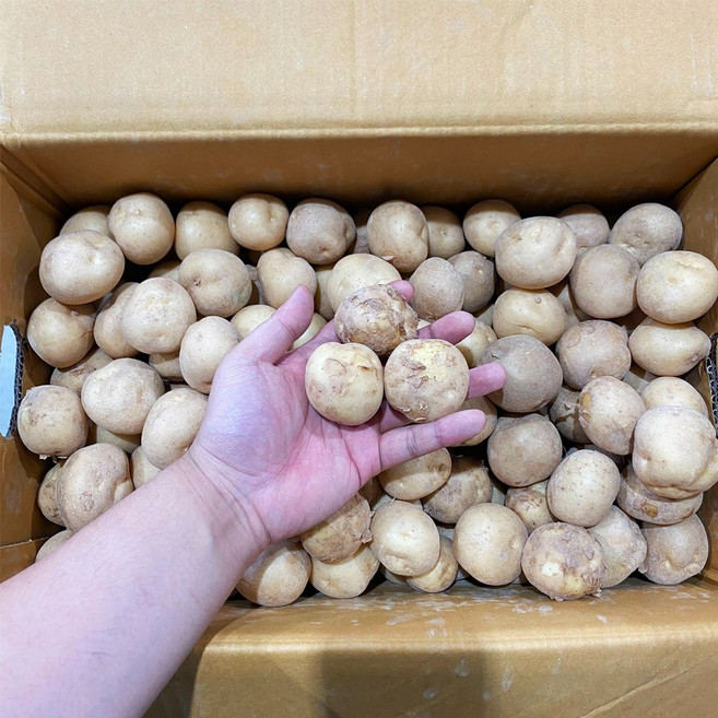 국내산 햇감자 알감자 조림용 10kg, 1개, 단품