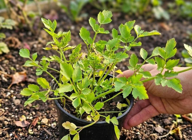 미나리 포트모종 3개 꺾꽂이해서 다채롭게 재배가능