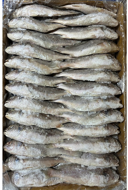 힘찬푸드 조기 60마리 긴가이석태 수조기 업소용, 1박스, 10kg