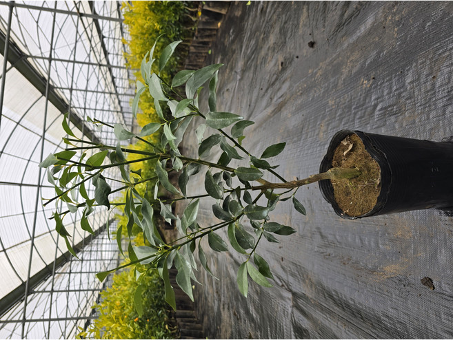 [제주한라농원] 미니향 4년생 국산 신품종 인테리어식물 귤나무 과일나무, 1개, 3년생