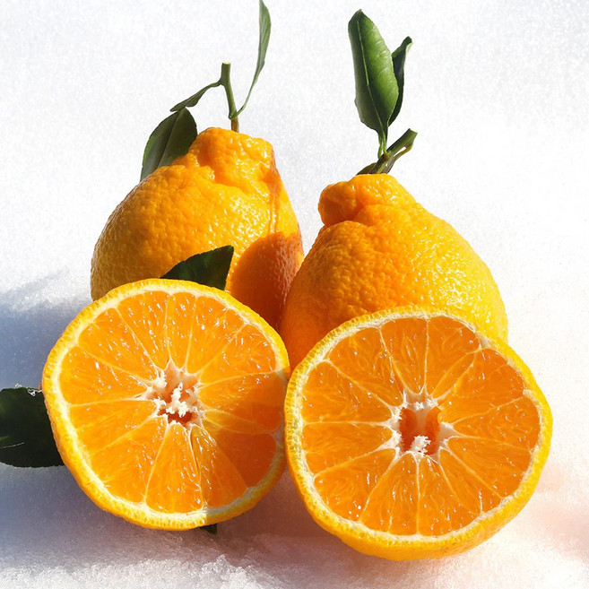 [마감임박] 후회없는 초고당도 한라봉, 1박스, 10kg