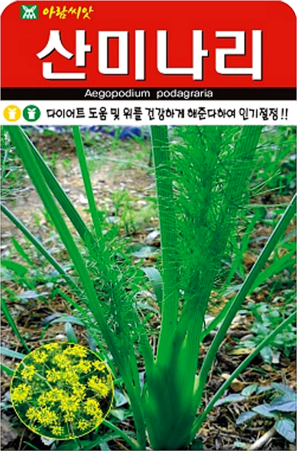 [주주씨앗] 산미나리 씨앗 400립 / 식욕억제 다이어트 효과 민속채소 종자 / 봄 가을 파종 채소씨 씨앗몰