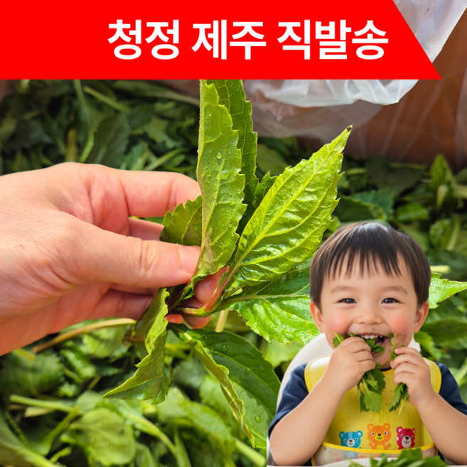 [제주직송] 국산 취나물 부지깽이 제주애월, 1박스, 4kg