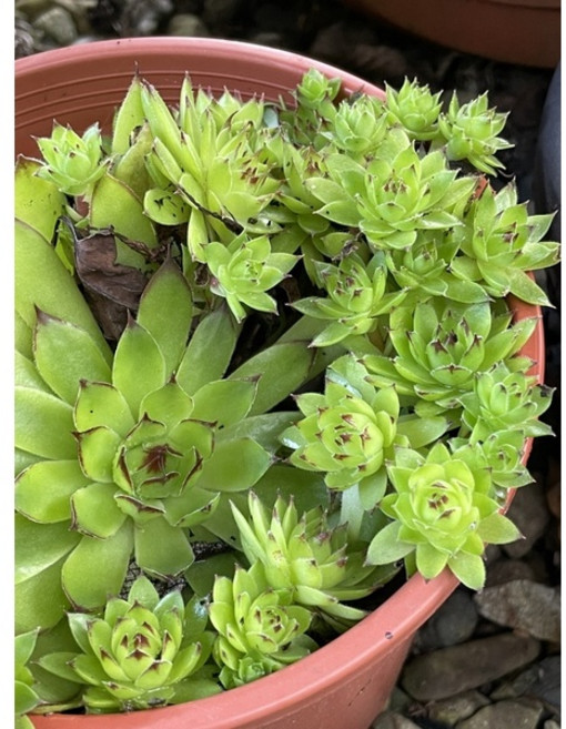 霍特盛典 多肉植物組合盆栽 新手推薦易種植, 觀音蓮卷絹(裸根), 1個