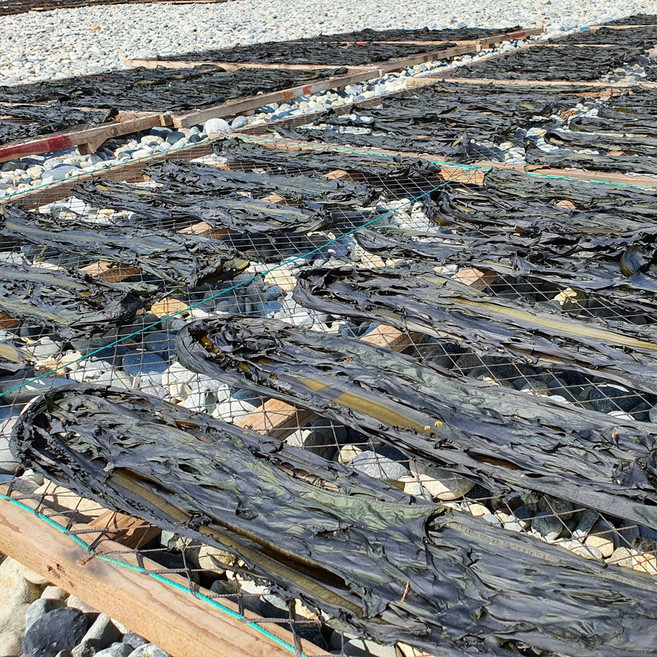 순자네 산모미역 거제도 여차 돌미역 자연산돌미역 2025년, 1개, 300g