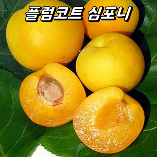 플럼코트(자두+살구) 심포니 3년생 R3~4 분 자두살구나무 퓨전과일 조경수 관상수 묘목