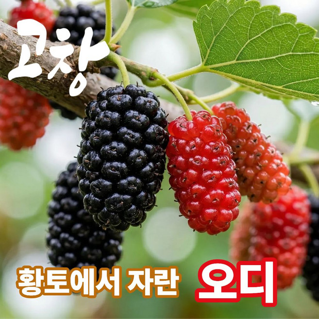 더맛곳간 과상2호 국산 고창 오디 냉동 뽕나무 열매 생과급냉 햇오디, 1개, 2kg 특품