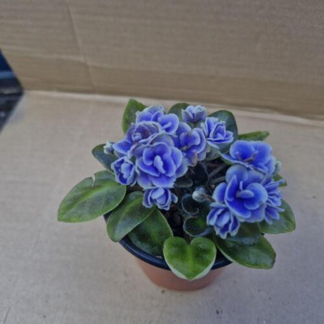 미니 바이올렛 - 33 아이리쉬엔젤, 1개